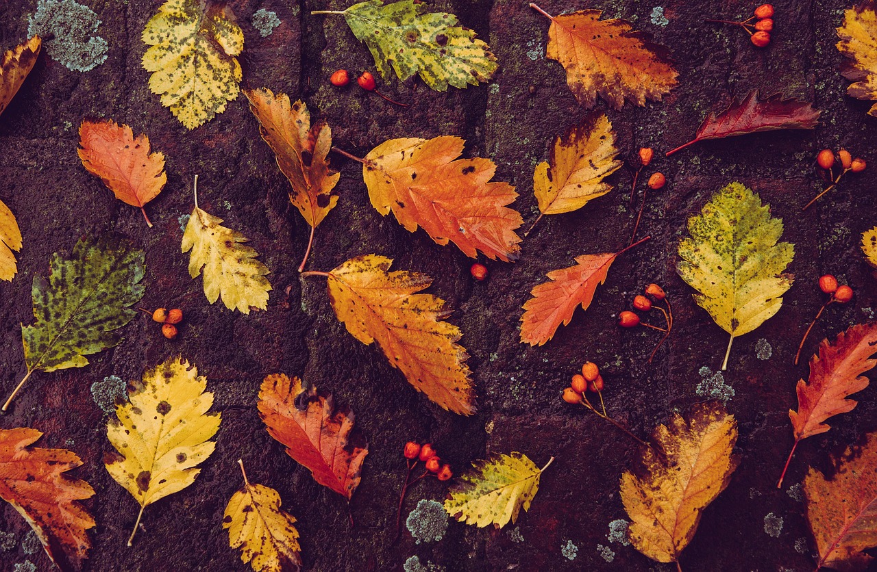 autumn-gad2477052_1280.jpg