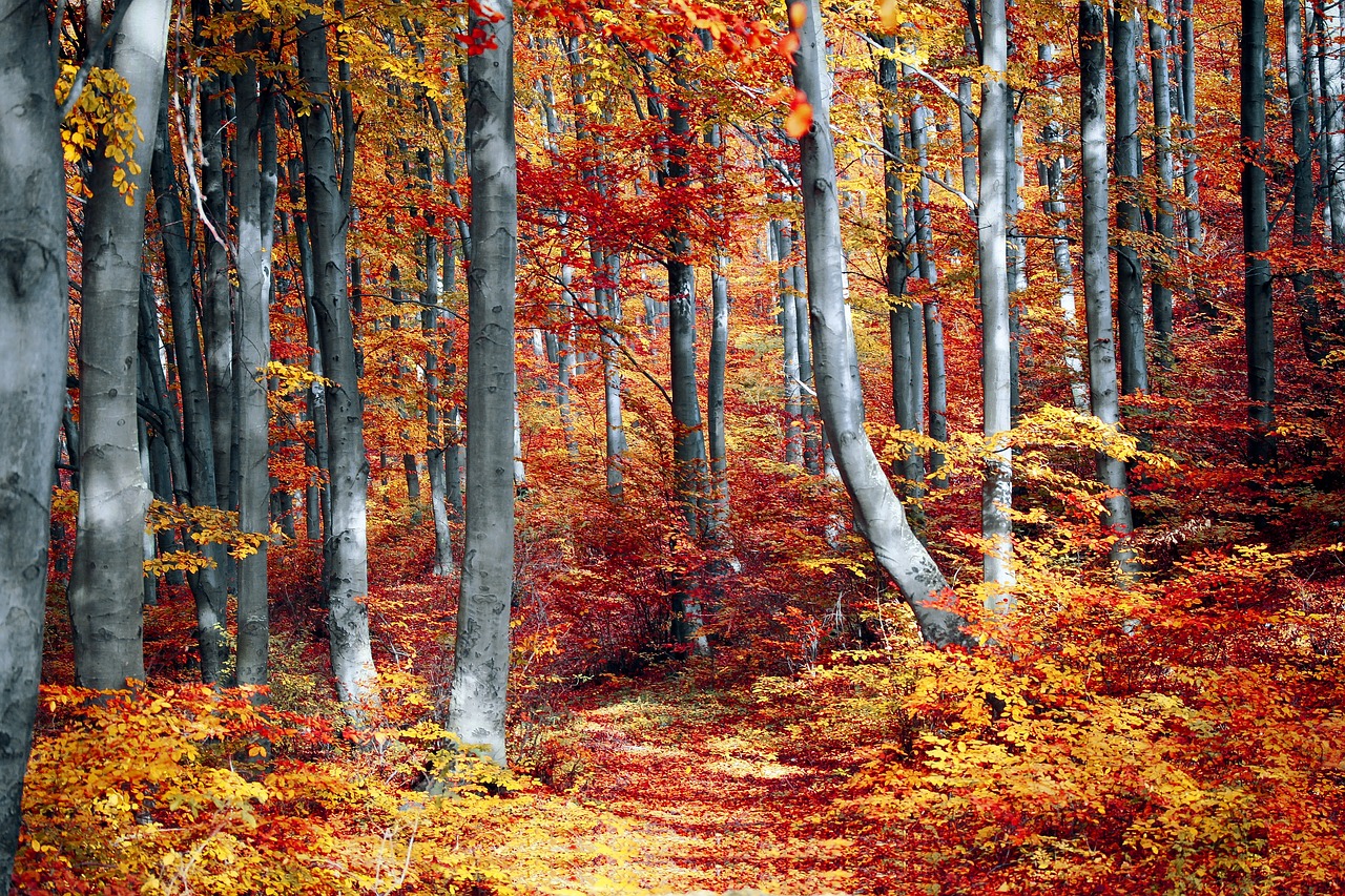 fall-g614bed8b9_1280.jpg
