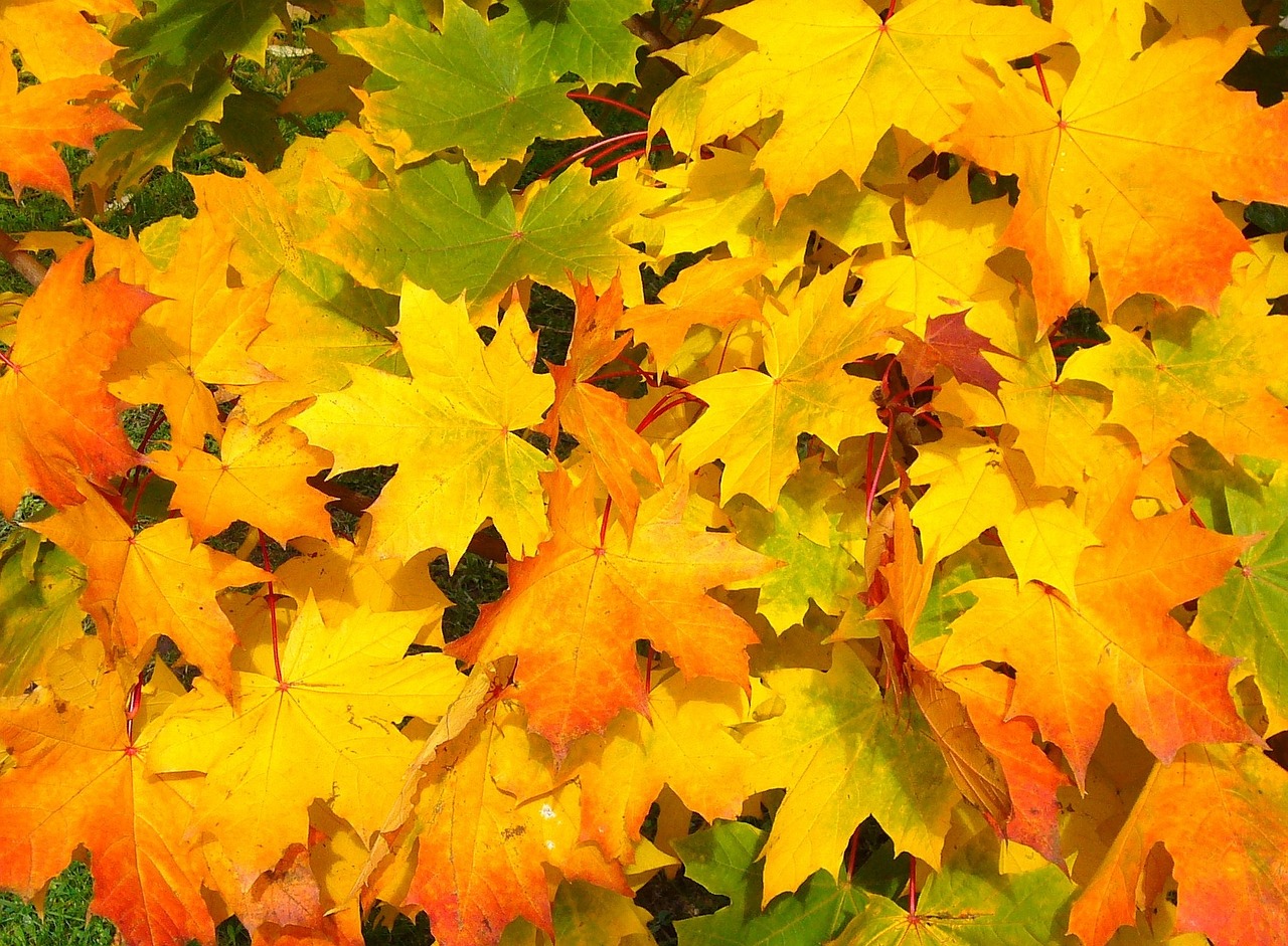  leaves-g9e85d0b8e_1280.jpg